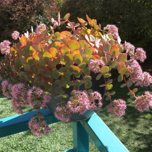 Stonecrop, October, Siebolds stonecrop