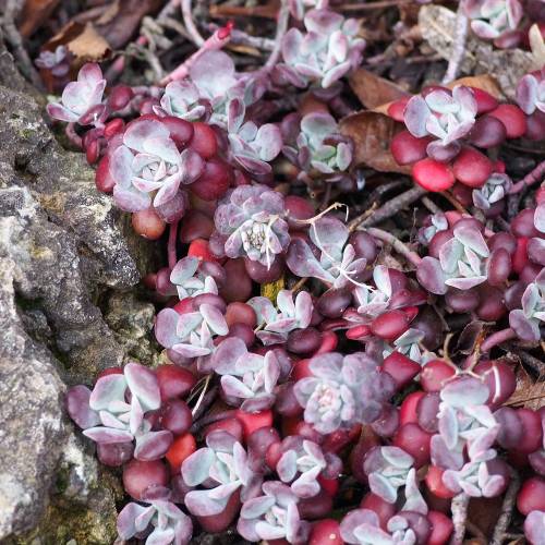 Stonecrop, Purple Broadleaf