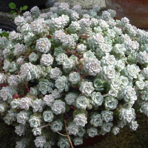 Stonecrop, Broadlea 'Cape Blanco'