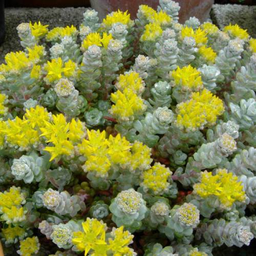 Stonecrop, Broadlea 'Cape Blanco'