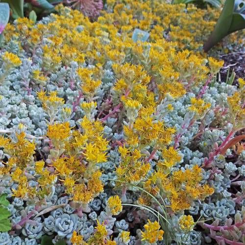 Stonecrop, Broadlea 'Cape Blanco'