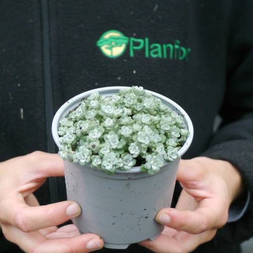 Stonecrop, Broadlea 'Cape Blanco'