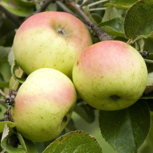 Apple tree 'Douce Cot Lign'