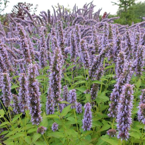 Hyssop, Anise