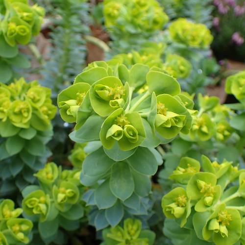 Spurge, Corsican