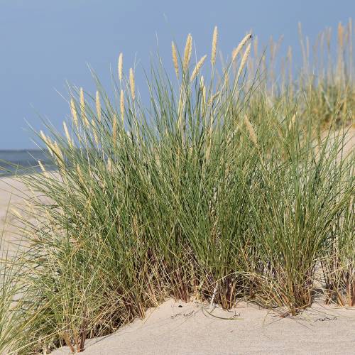 Marram Grass, European Beachgrass