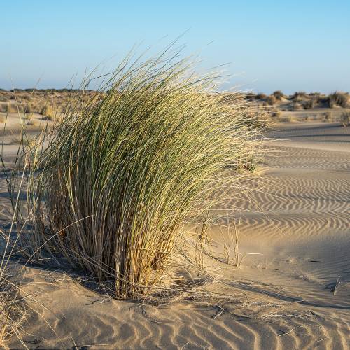 Marram Grass, European Beachgrass
