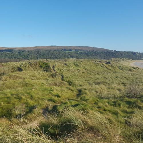 Marram Grass, European Beachgrass