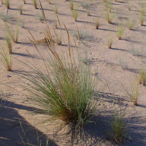 Marram Grass, European Beachgrass