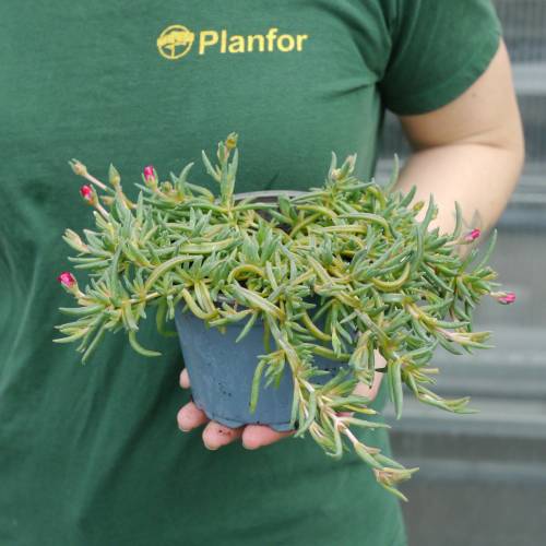 Ice plant, Red Carpet