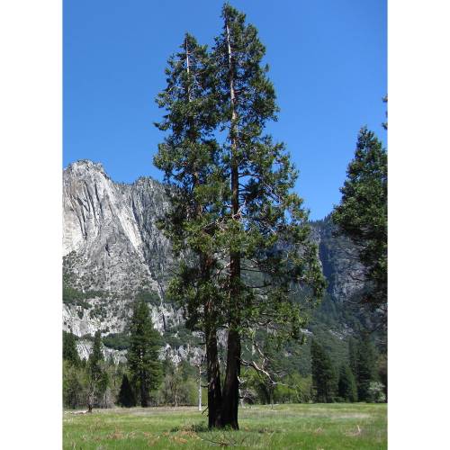 Cedar, California Incense