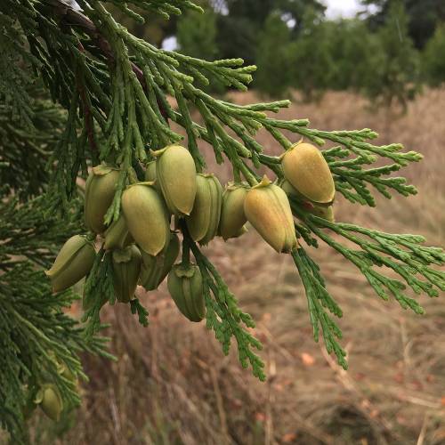 Cedar, California Incense