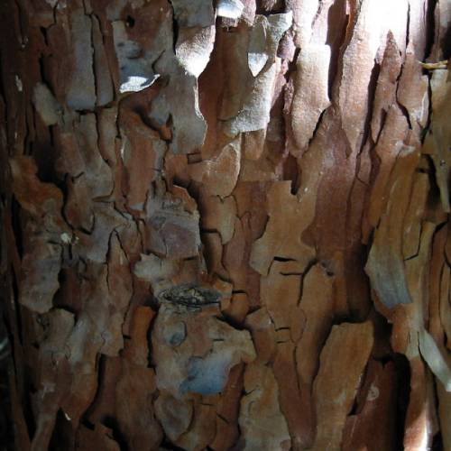 Cedar, California Incense