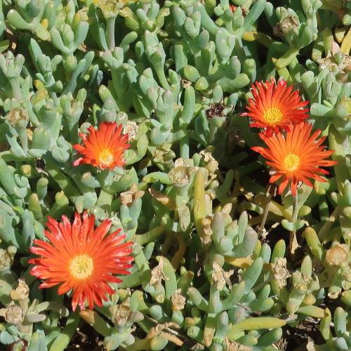 Ice plant, Bicolor Carpet
