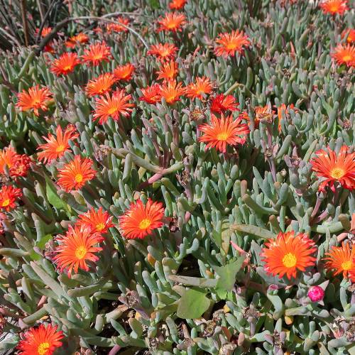 Ice plant, Bicolor Carpet