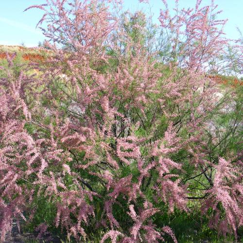 Tamarisk, French