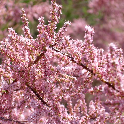 Tamarisk, French