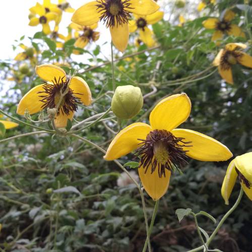 Clematis, Yellow-flowered