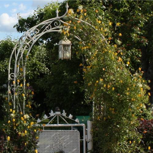 Clematis, Yellow-flowered