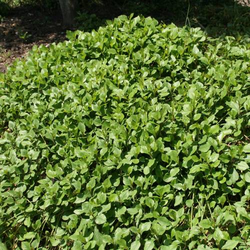 Hardy blue-flowered Leadwort
