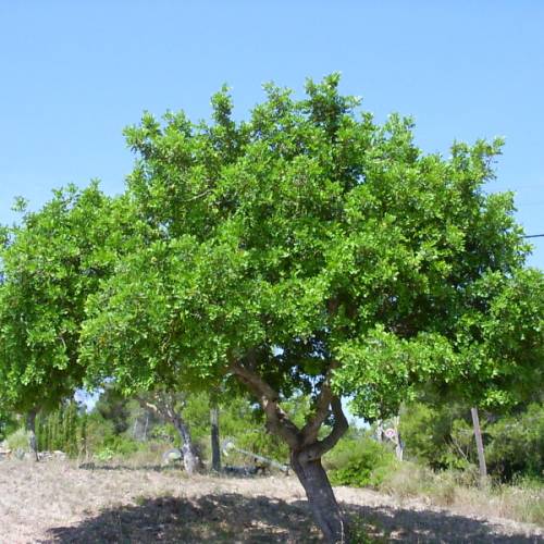 Carob tree