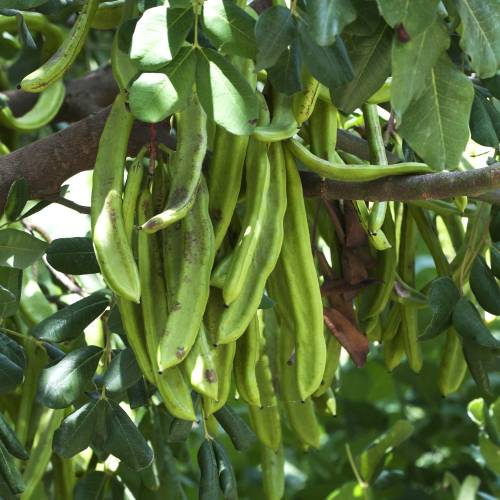 Carob tree