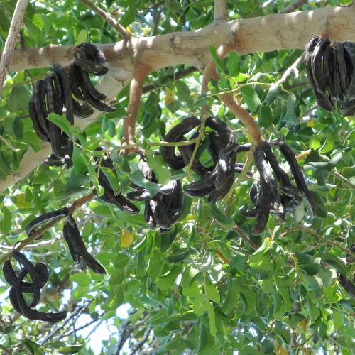 Carob tree