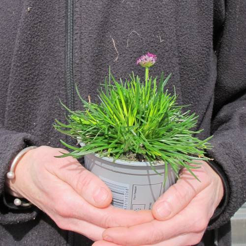 Spanish grass, Pink-flowering