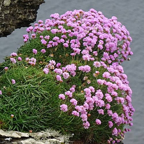 Spanish grass, Pink-flowering