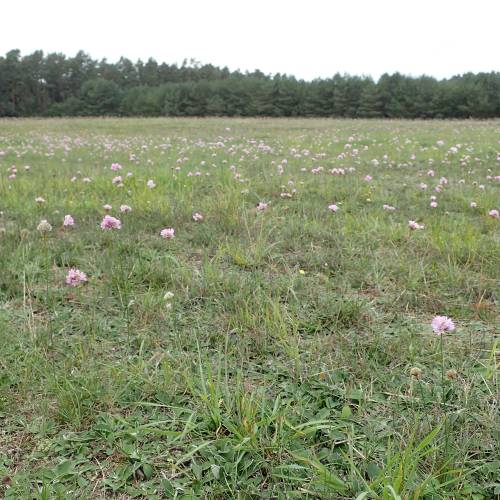 Spanish grass, Pink-flowering