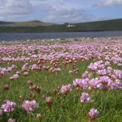 Spanish grass, Pink-flowering