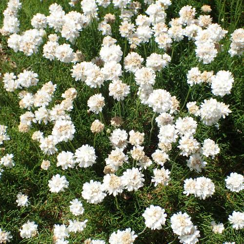 Spanish grass, White-flowering