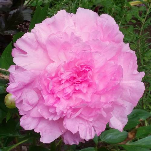 Peony 'Sarah Bernhardt'