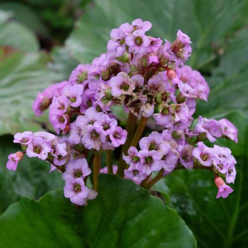 bergenia cordifolia bergenia cordifolia
