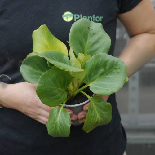 Heartleaf Bergenia, Pig Squeak