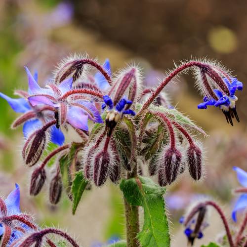 Borage