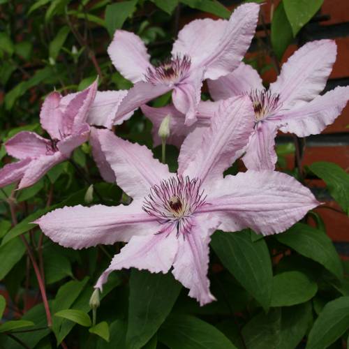 Clematis 'Hagley Hybrid'