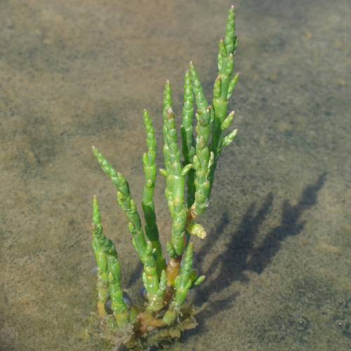 Samphire