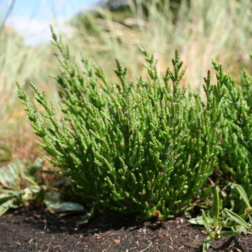 Samphire