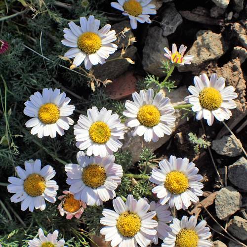 Moroccan Chamomile