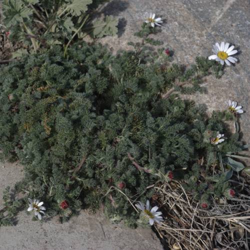 Moroccan Chamomile
