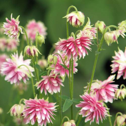 Columbine 'Nora Barlow'