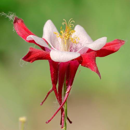 Columbine 'Crismon Star'