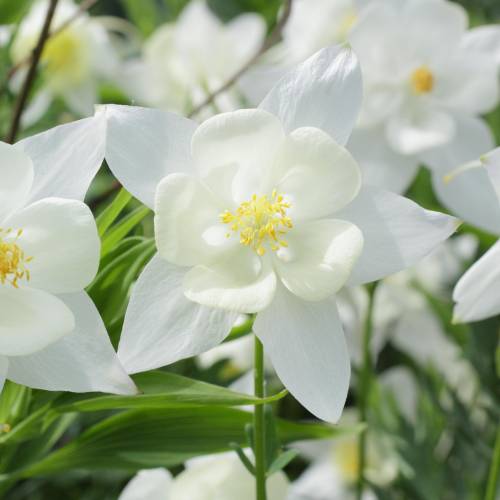 Columbine 'Kristall'