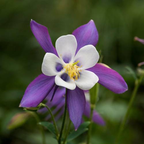 Columbine 'Blue Star'