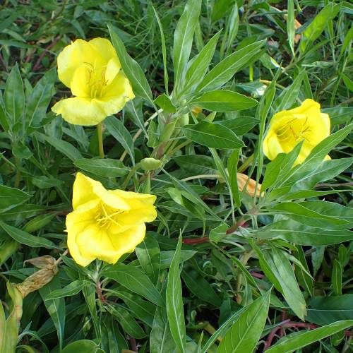Evening Primrose, Yellow Missouri