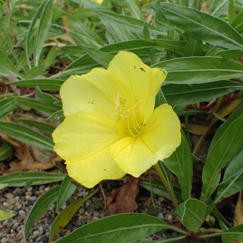 Evening Primrose, Yellow Missouri