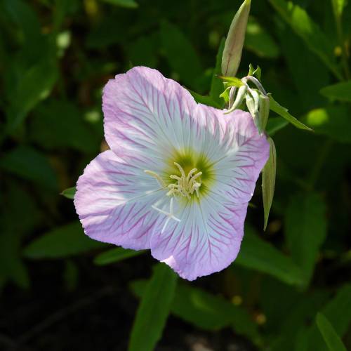 Evening Primrose, Pink 'Siskiyou
