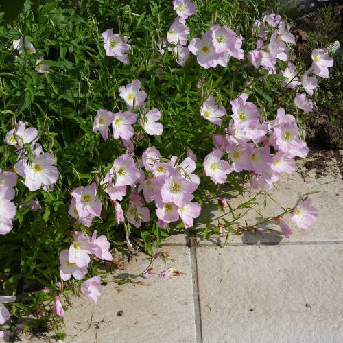Evening Primrose, Pink 'Siskiyou
