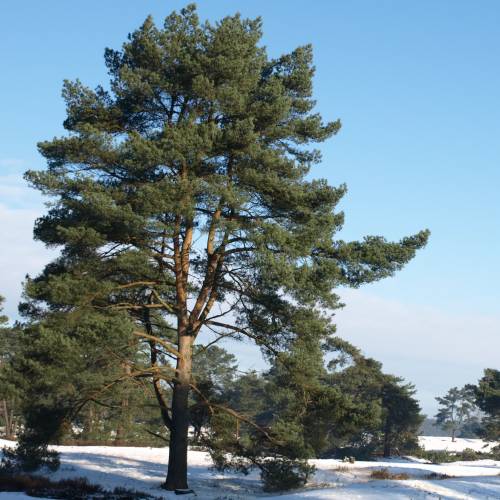 Pine, Scots